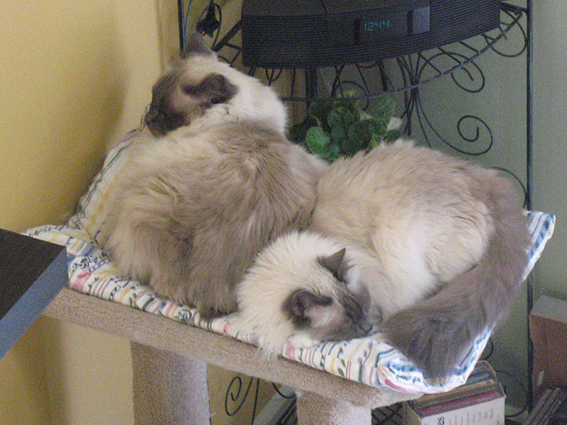 Dr Robyn Lynette - 06 Moriah 2 - Id Like to Thank The Cartel for Getting Me Out of the Cult Cover Only